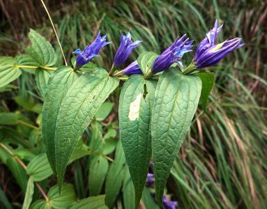 Gentiana asclepiadea - Hořec tolitovitý